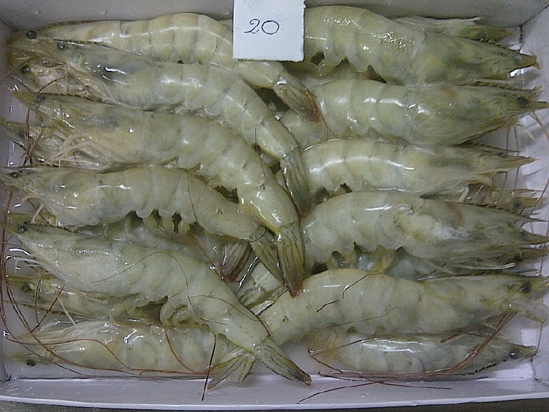 PRAWN (20-25)(1 Day Delivery)