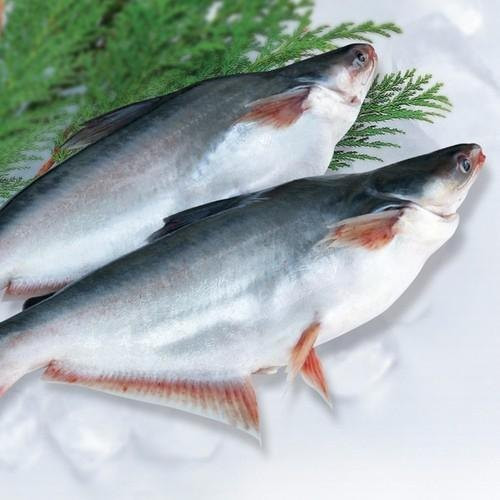 INDIAN BASA FISH (AARA FROEN SEAFOODS ) THOOTHUKUDI