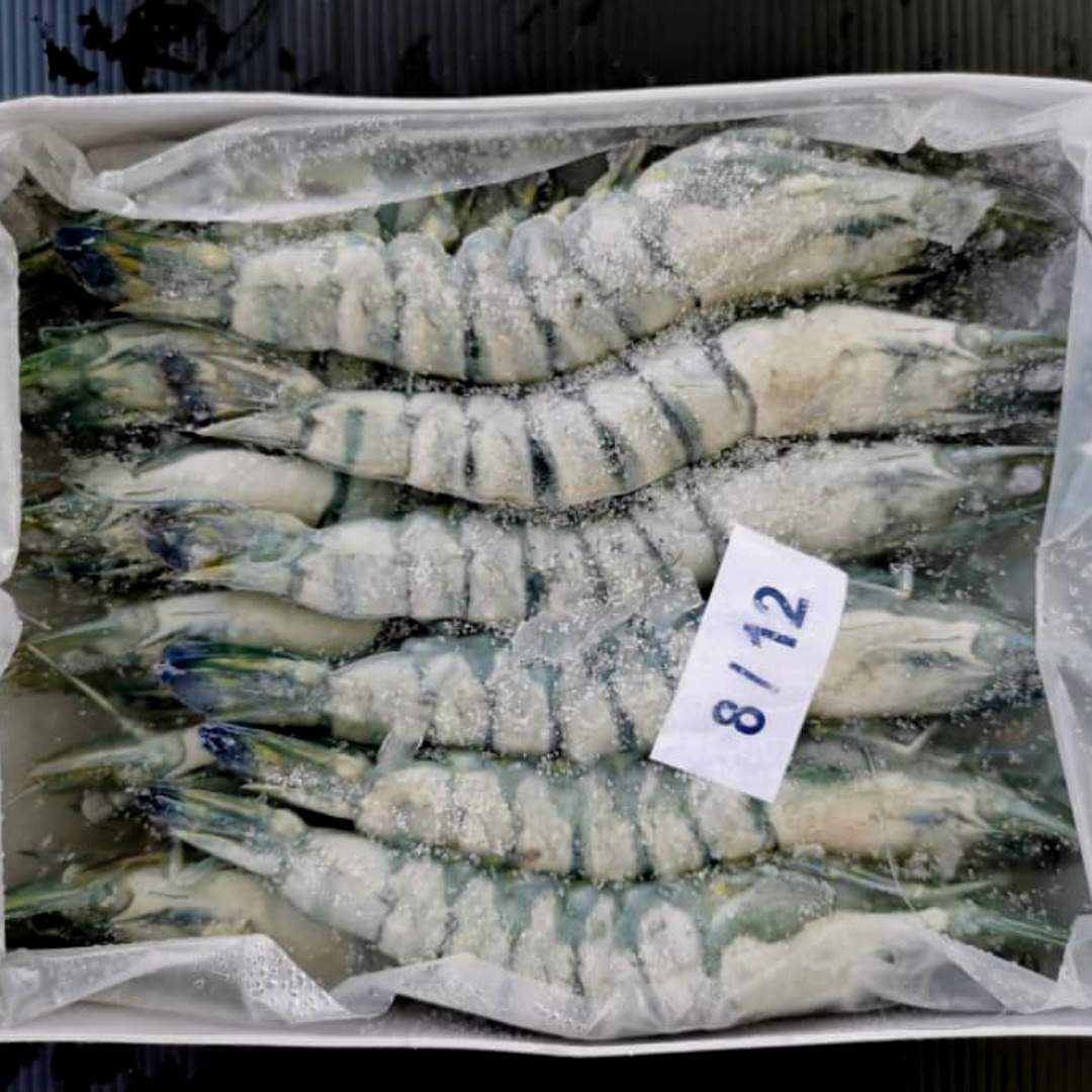 PRAWN (8-12)(1 Day Delivery)