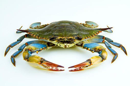 BLUE CRAB BIG (1 Day Delivery)