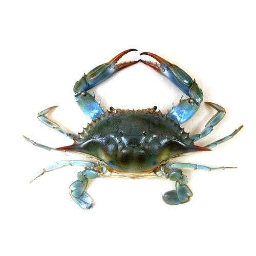 BLUE CRAB MEDIUM (1 Day Delivery)